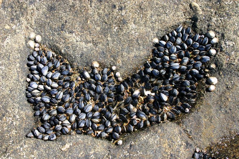 Bretagne (300).JPG